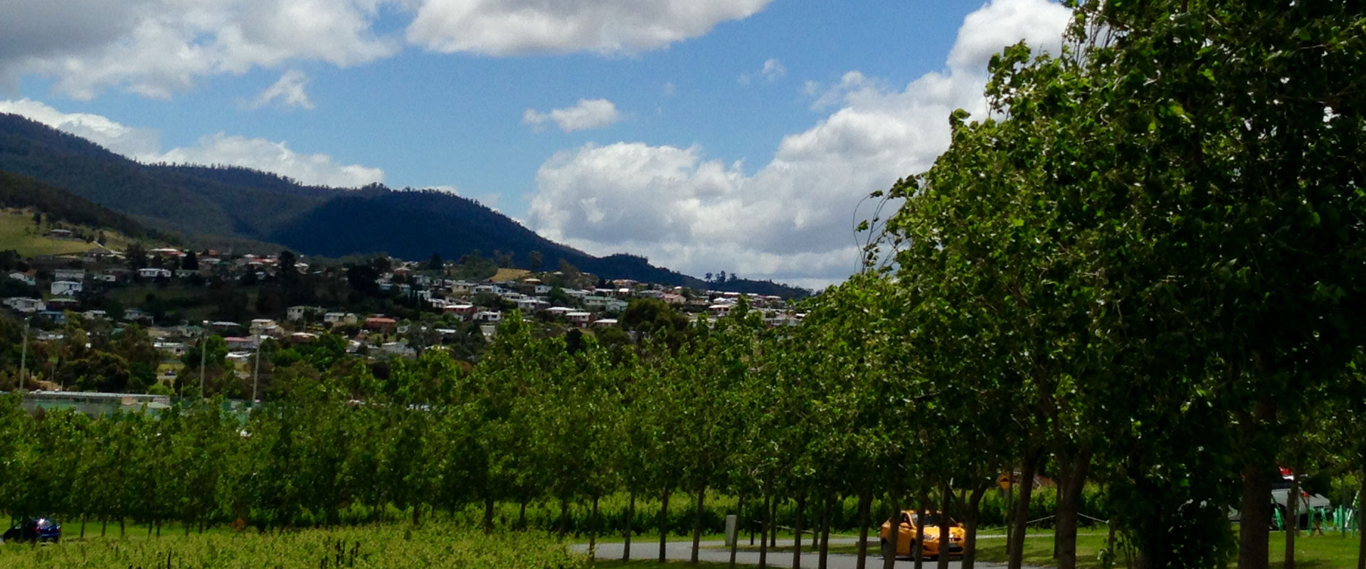 tasmania museum tree planting